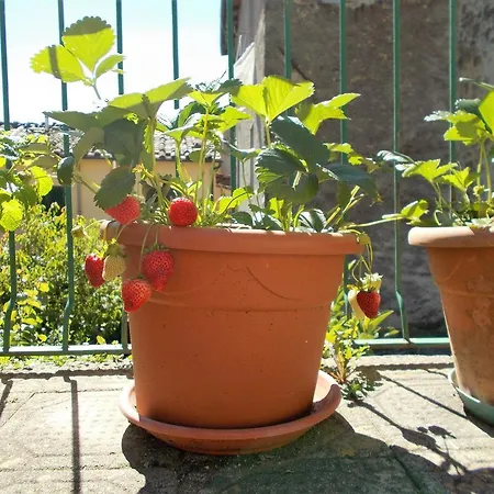 Σπίτι διακοπών Casa Ginevra